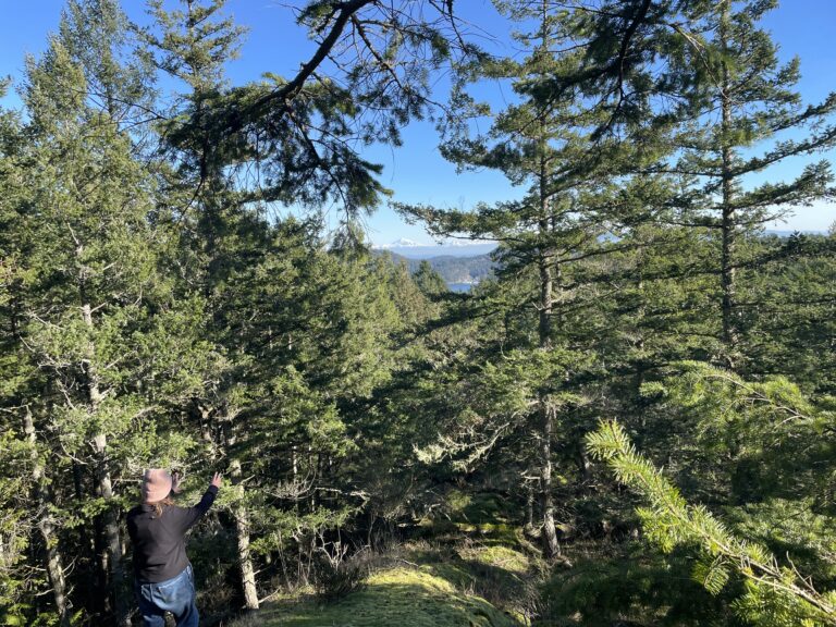 Douglas Fir Hydrosol