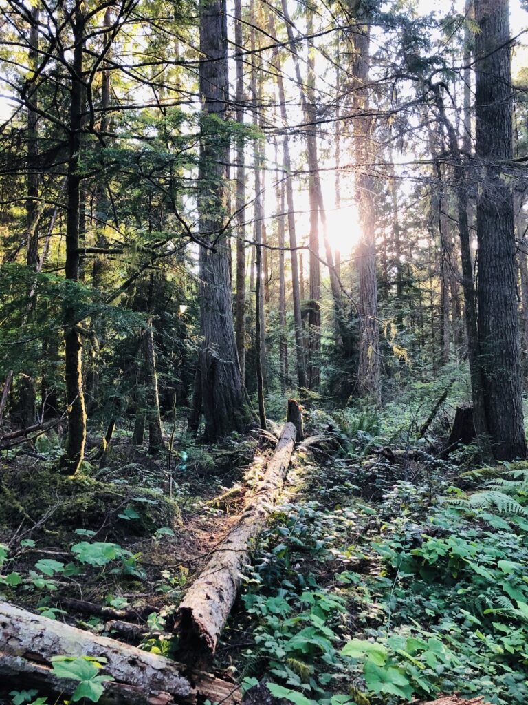 Douglas Fir Hydrosol