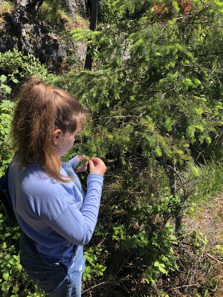Douglas Fir Hydrosol